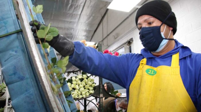 Exportación de flores crece por el Día de la Madre￼