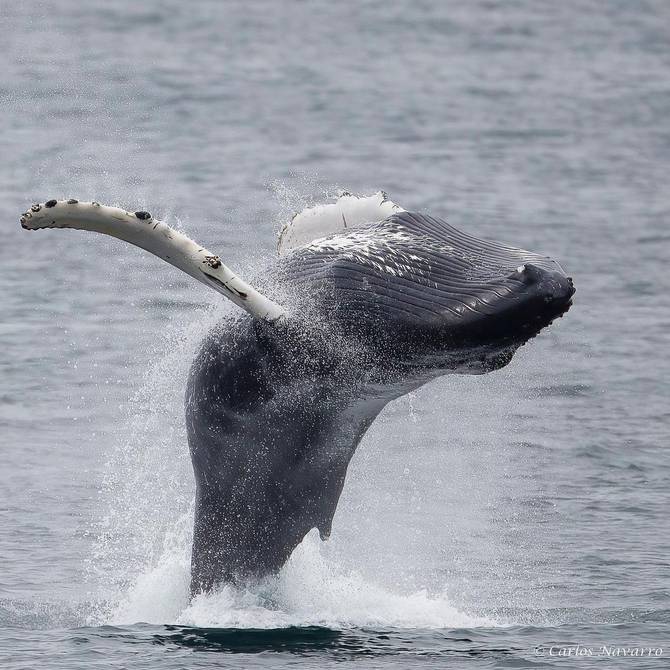 Una ballena jorobada se traga a dos mujeres que paseaban en kayak y a los segundos las expulsa en las costas de California