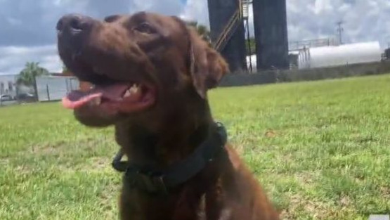 Bruno, el perro rescatado en Ucrania que lucha contra el narcotráfico en Florida