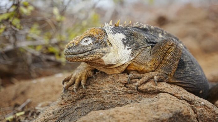 Monitoreo de especies se cumplió en 2 740 hectáreas de Galápagos