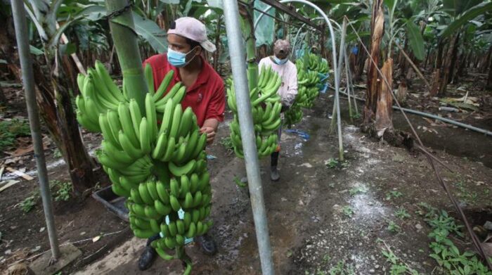 Minerales y alimentos se perfilan para exportación de la CAN a China