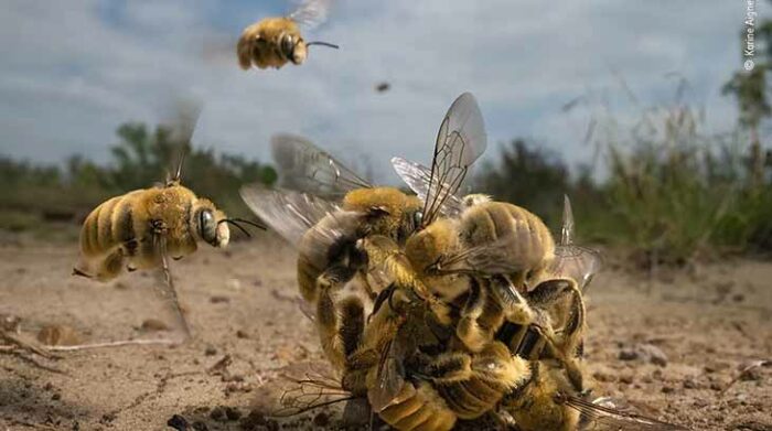 El mundo animal fue plasmado en fotos