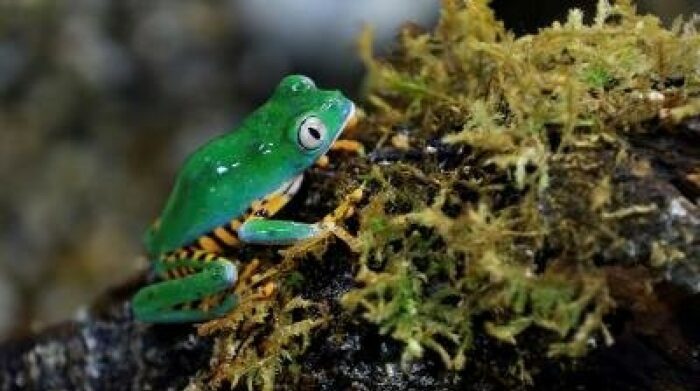 Científicos descubren a Pristimantis morlaco, una nueva especie de rana en Azuay