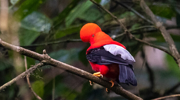 Son 542 especies de aves que hacen de Quito un paraíso del aviturismo