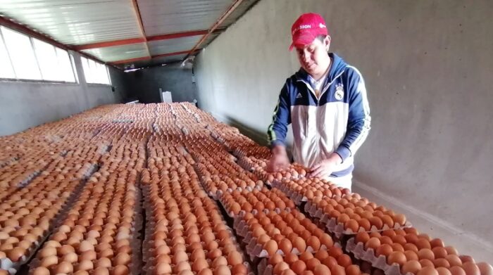 Alza de maíz afecta a producción de huevos