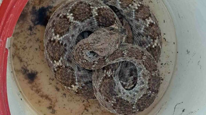 Serpiente sobrevive dos años sin agua y sin comida