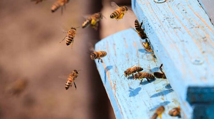 Ataque de abejas deja un muerto en Guayaquil