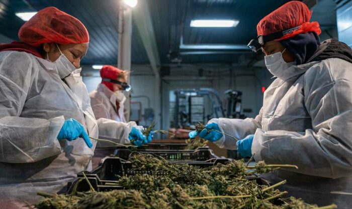 La primera cosecha de marihuana de Nueva York está lista para ser vendida