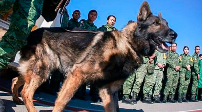 Fallece Proteo, un perro rescatista que participaba en Turquía