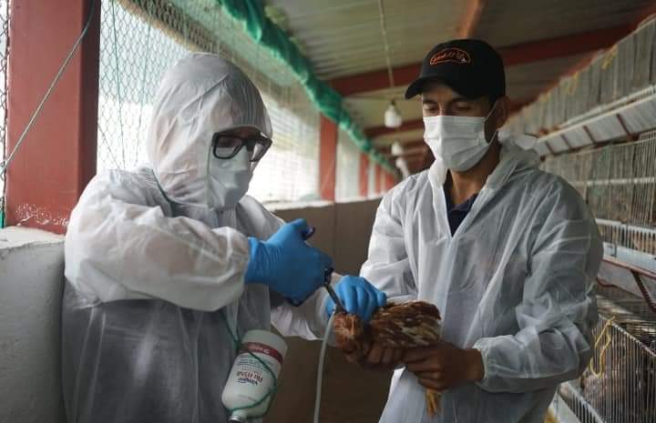 Ecuador inicia hoy una campaña de vacunación en las granjas cercanas a los sitios donde se detectó la presencia de Influenza Aviar