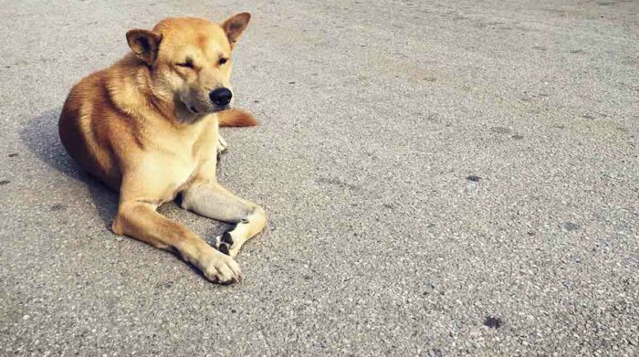 Perrito evita que adolescente sea atacada por un hombre, en Chile