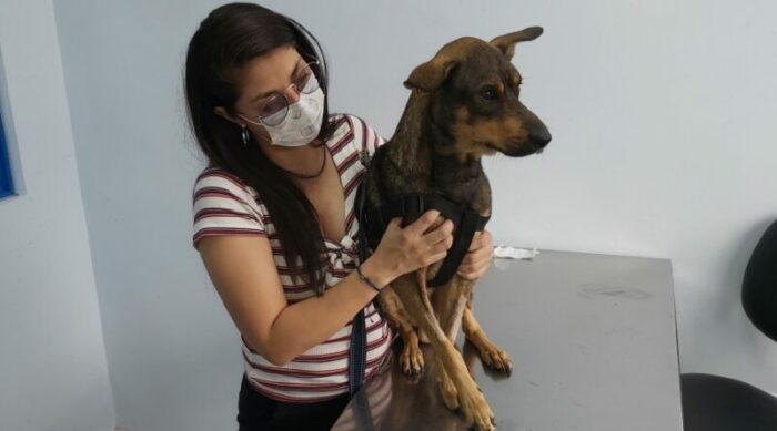 Ponte en mis patas, campaña por animales en situación de calle fue creada por estudiantes