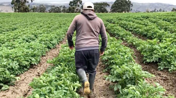 ¿Cómo cobrar seguro agropecuario en BanEcuador por lluvias?