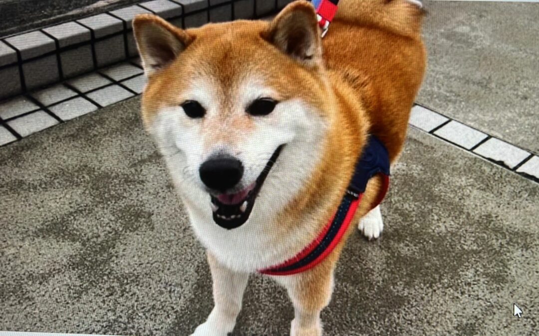 El famoso perrito shiba inu de los memes virales falleció a los 12 años