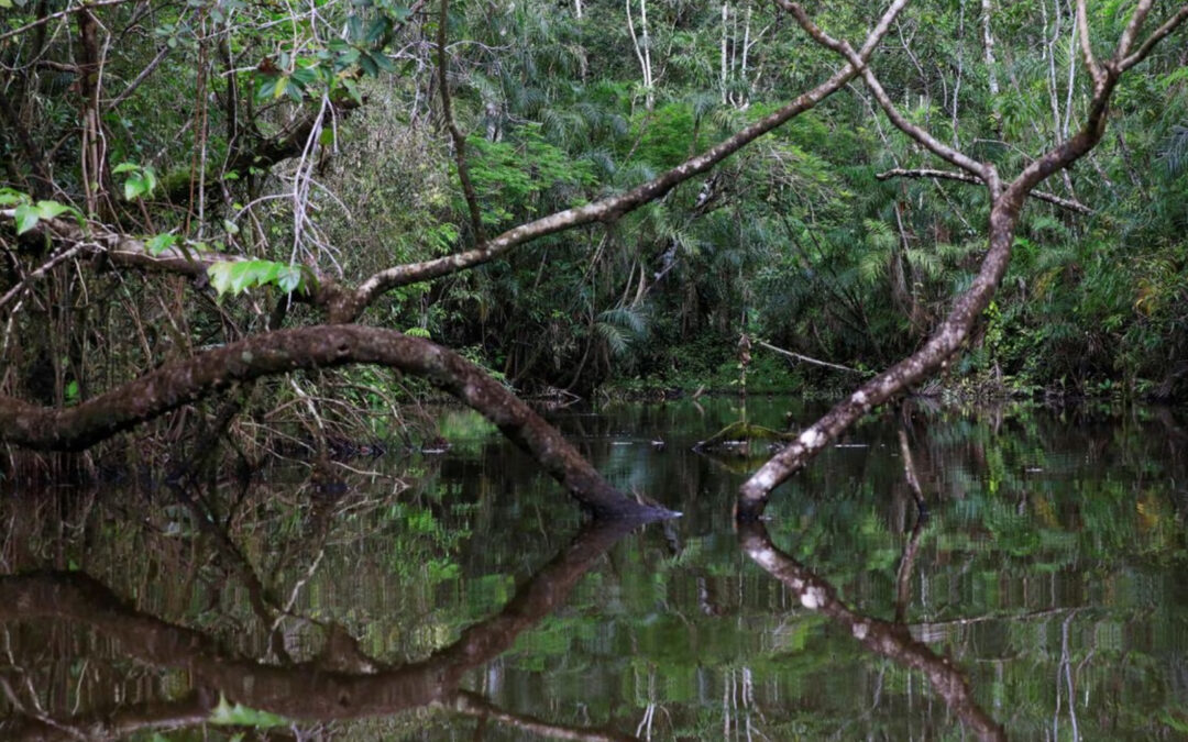 Ecuador vota a favor de detener la explotación petrolera en una de las zonas de mayor biodiversidad del planeta