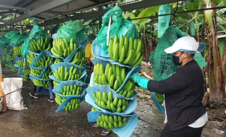 Ecuador ya emite permisos para iniciar distribución comercial controlada de variedad resistente al Fusarium raza 4 en el sector bananero