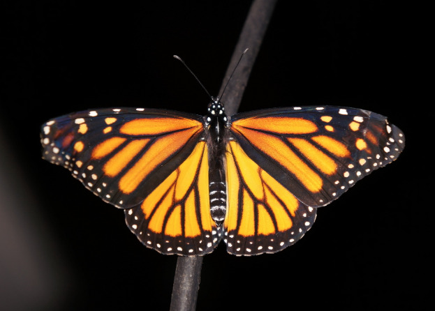 Mariposas ecuatorianas aparecerán en serie documental en Netflix producida por Steven Spielberg