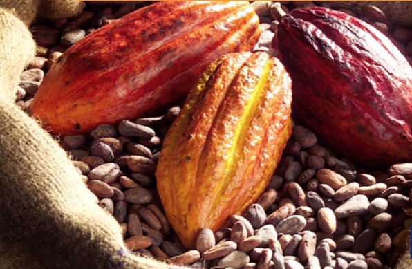 La oferta de cacao en alerta por norma de la Unión Europea