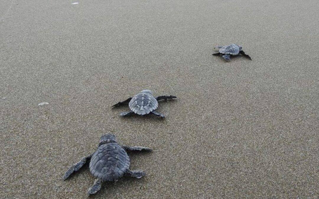 Cientos de tortugas marinas están en peligro de morir debido a una palizada que obstruye su camino hacia el mar