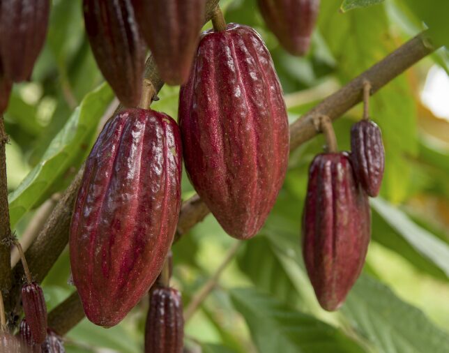 A Italia y Bélgica llegó café y cacao ecuatoriano libre de deforestación