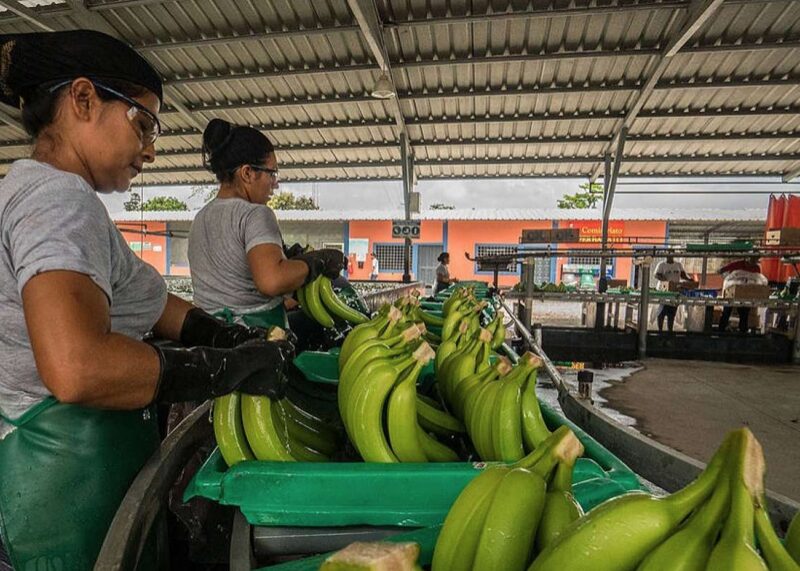 Productores de banano se beneficiarán de microcréditos para prevenir plagas en sus productos