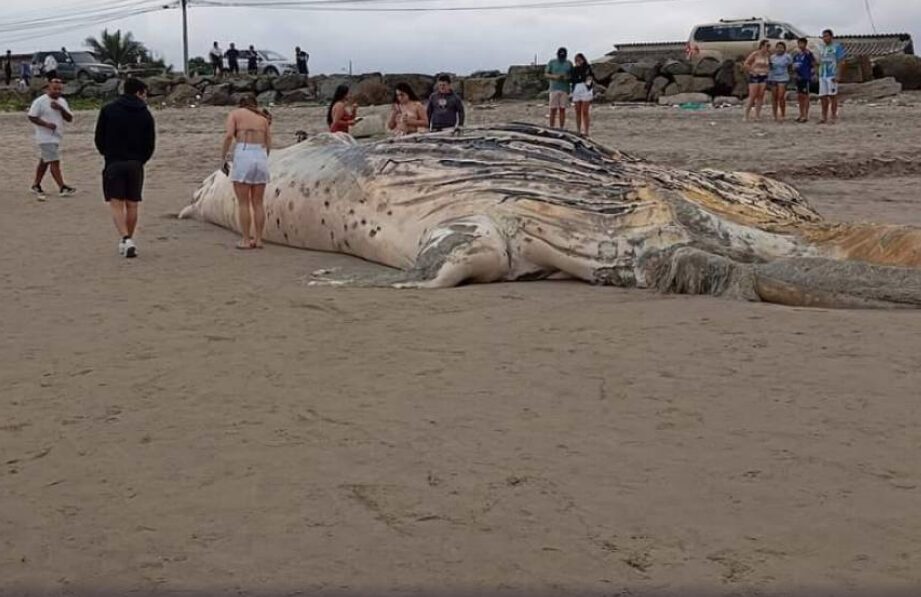 Una ballena jorobada apareció muerta en una playa de Santa Elena