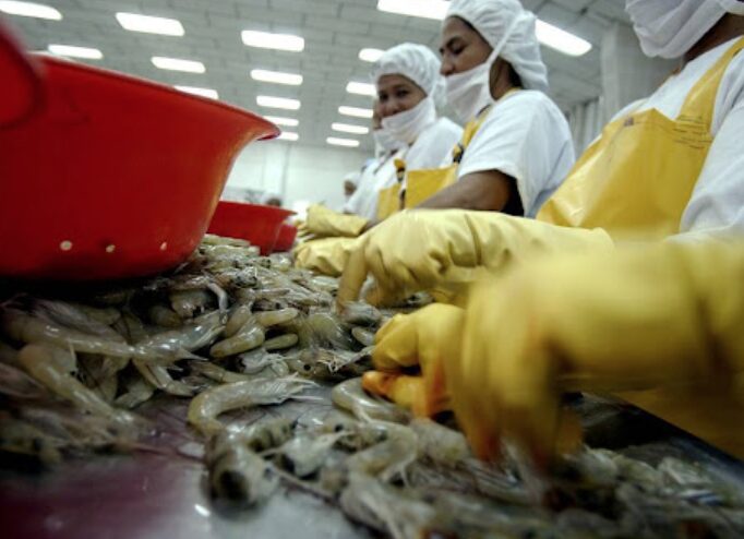 Ecuador asegura que cumple con medidas sanitarias para camarones tras sanción de Brasil