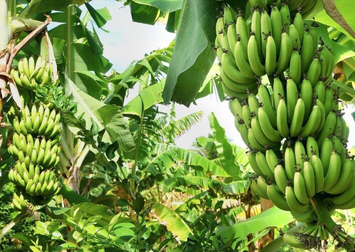Exportaciones bananeras crecieron en 2025