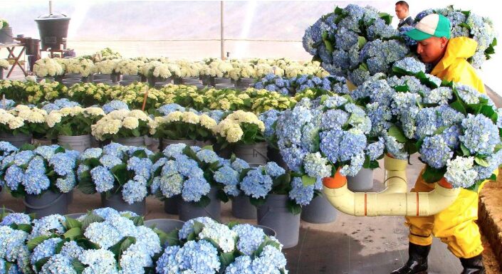 70 familias en Napo se dedican al cultivo de hortensias que llegan al mercado internacional