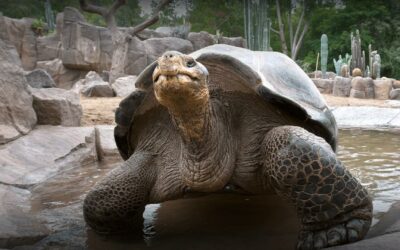 Gramma, la tortuga que vivió más de un siglo en San Diego, fallece a los 141 años