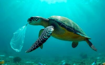 La contaminación plástica impacta a más de 96 especies en Ecuador