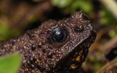 Ecuador registra 78 nuevas especies y refuerza su agenda de conservación