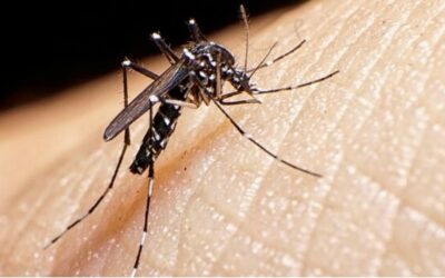 Ecuador ya cuenta con un Plan Nacional contra el Dengue 2026