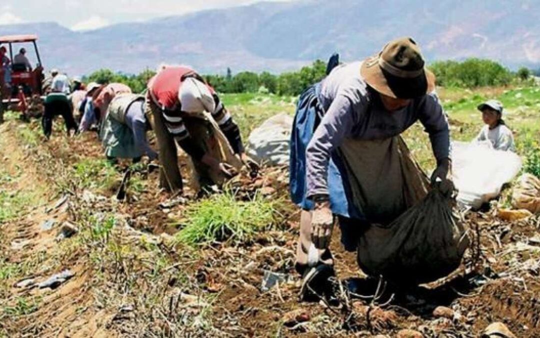 1.000 trabajadores se unen al seguro social campesino en mercados de Pichincha