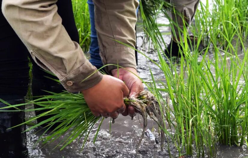 BanEcuador dispone de USD 253 millones para enfrentar fenómeno de El Niño