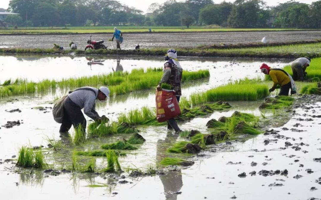 Agricultores se preparan ante El Niño con reservas de agua, alimentos y barreras contra inundaciones