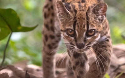 Bolivia: Descubren una nueva especie de felino silvestre por primera vez en más de un siglo