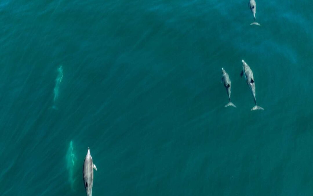 El Niño altera el océano en Galápagos y abre preguntas sobre la ruta de las ballenas azules