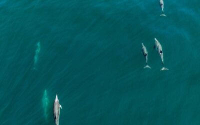El Niño altera el océano en Galápagos y abre preguntas sobre la ruta de las ballenas azules